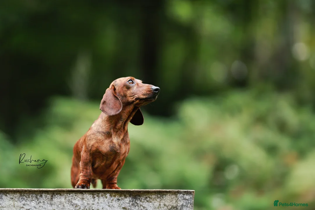Dachshund dogs for stud: Miniature Smooth Dachshund Brindle KC reg in Nottingham - Advert 7