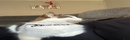 British Longhair cats for sale: Coco  - Advert 4