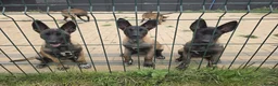 Belgian Shepherd Dog dogs for sale: Belgian malınois puppys - Advert 2