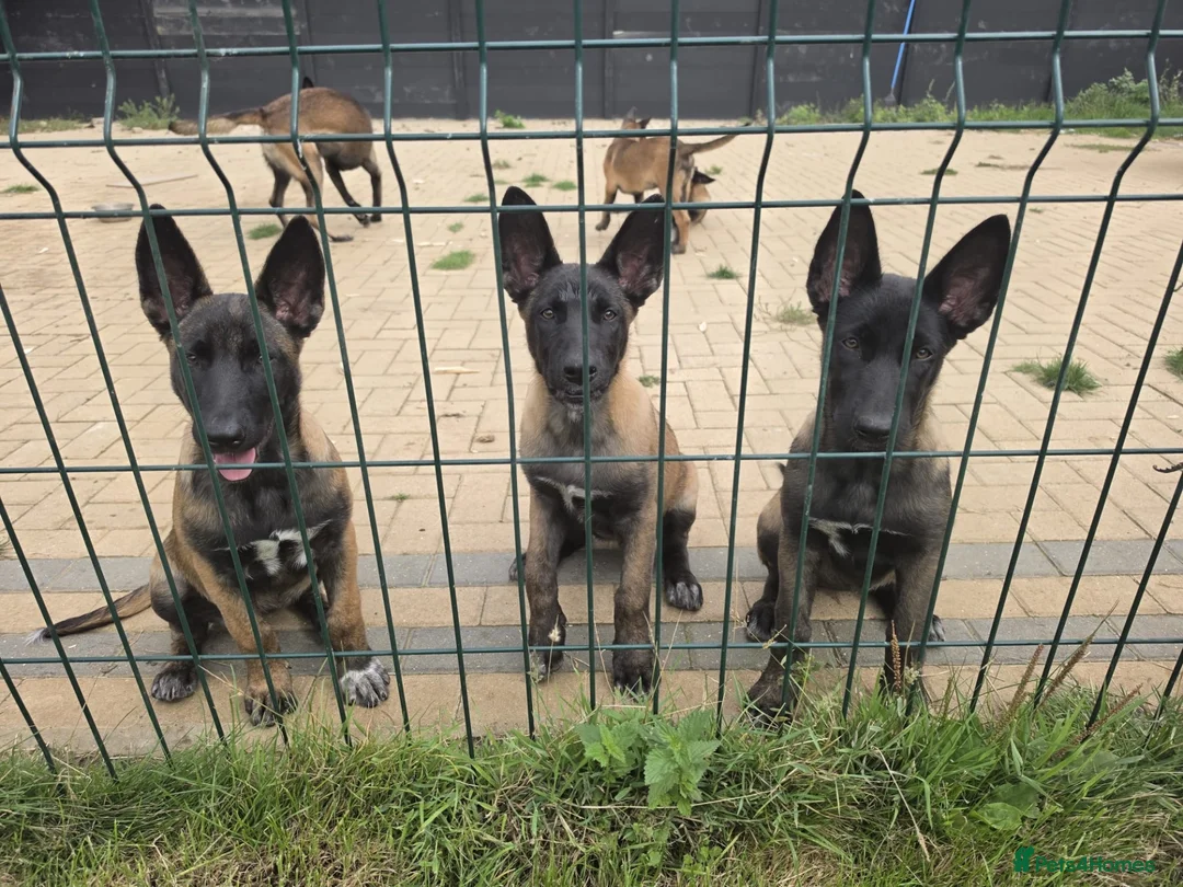 Belgian Shepherd Dog dogs for sale: Belgian malınois puppys - Advert 2