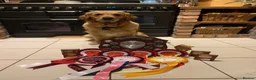 Golden Retriever dogs for sale: Golden Retriever puppies  in Saltburn-by-the-Sea - Advert 21