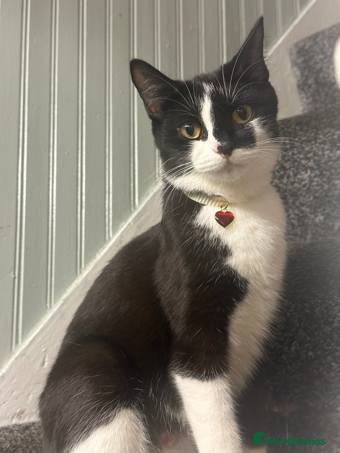 Mixed Breed cats for sale: Black and white kittens! - Advert 7