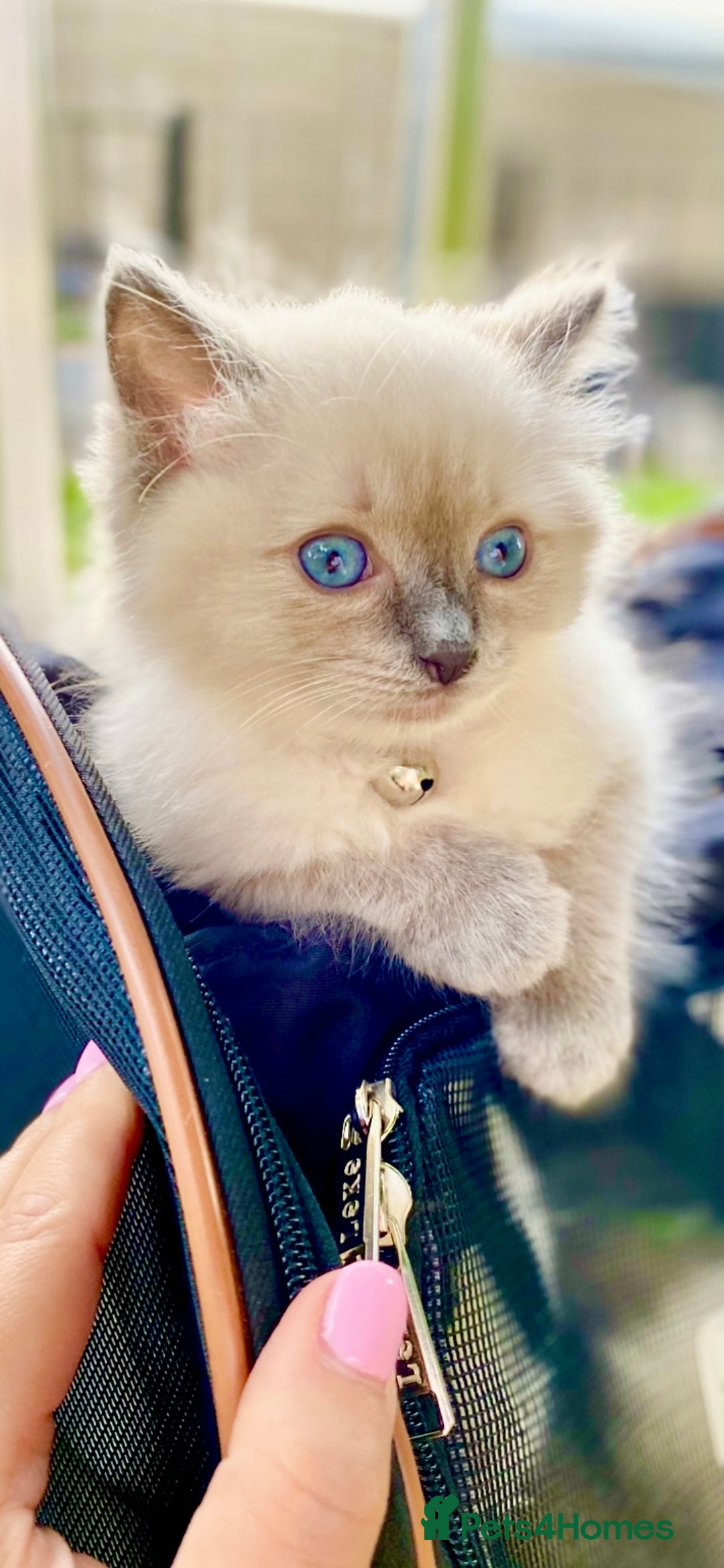 Ragdoll cats for sale: Lovely Ragdoll looking for lovely family - Advert 34