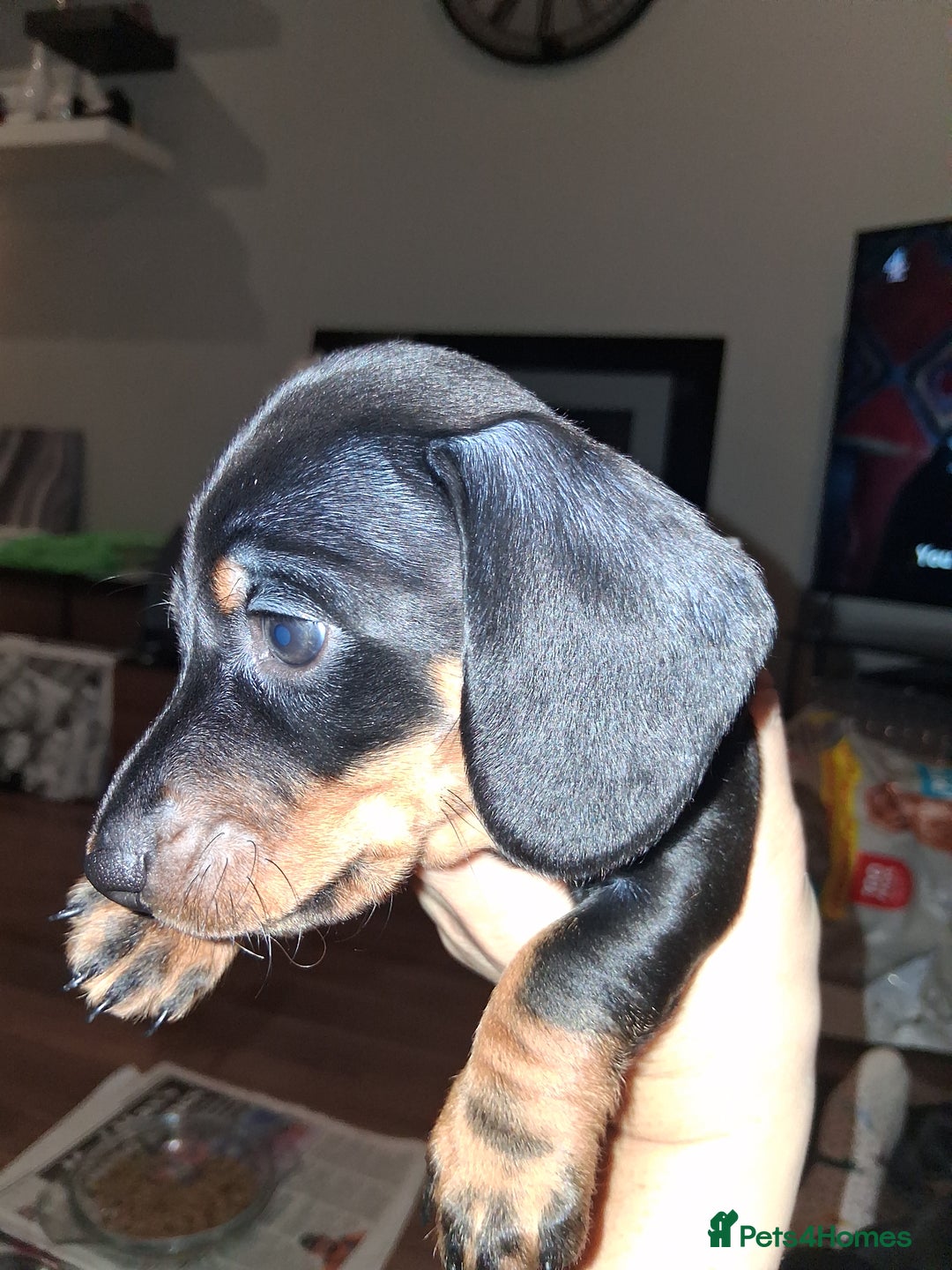Miniature Dachshund dogs for sale: Kennel club registered champion bloodline. - Advert 9