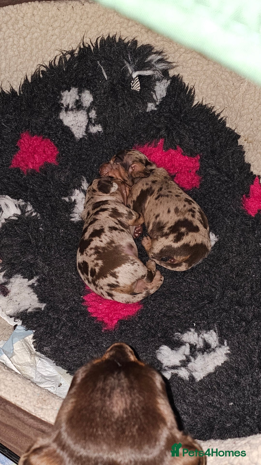 Miniature Dachshund dogs for sale: Two Beautiful Boys - Advert 17