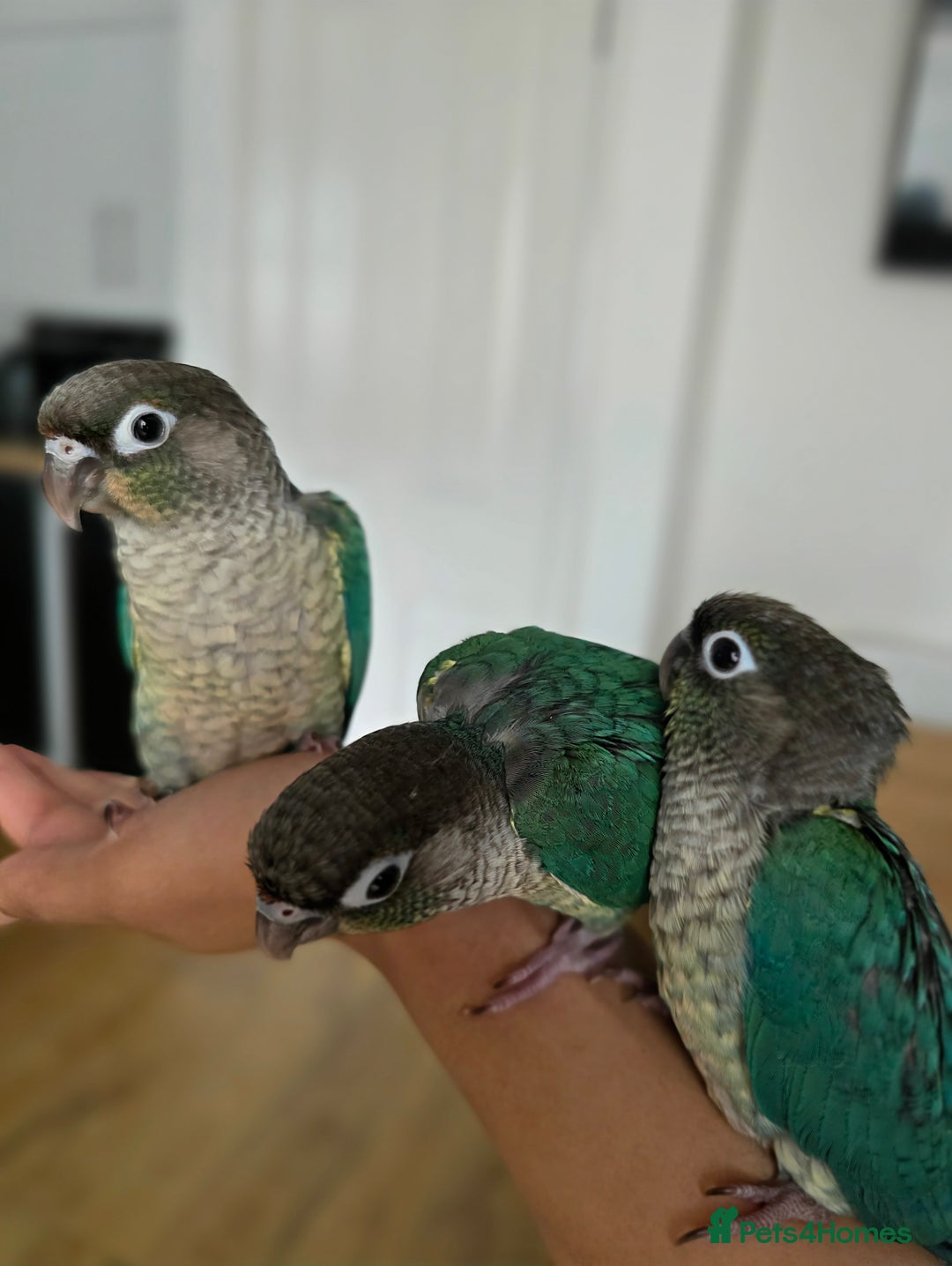 Conures birds for sale: Handreared Tame Baby Conures  - Image 3