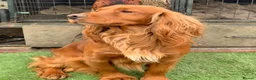 Cocker Spaniel dogs for sale: KC registered working cocker spaniels  in Doncaster - Advert 2