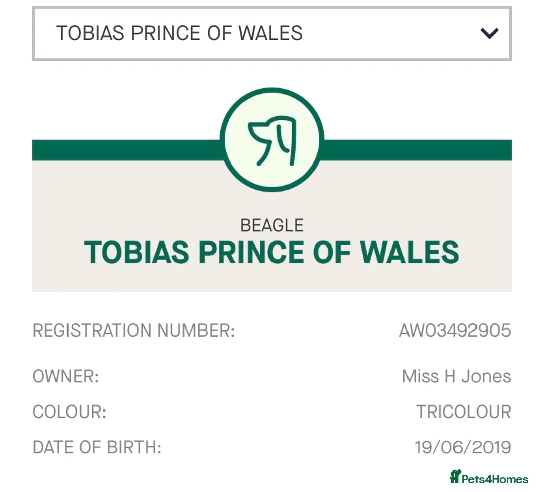 Beagle dogs for stud: KC registered Beagle stud in West Malling - Advert 2