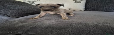 Whippet Puppy 4