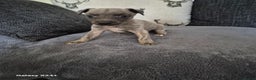 Whippet dogs for sale: Stunning whippet puppies  - Advert 11