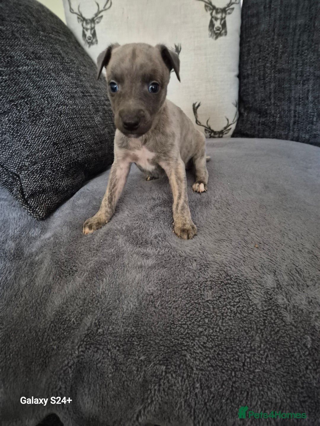 Whippet dogs for sale: Stunning whippet puppies  - Advert 11