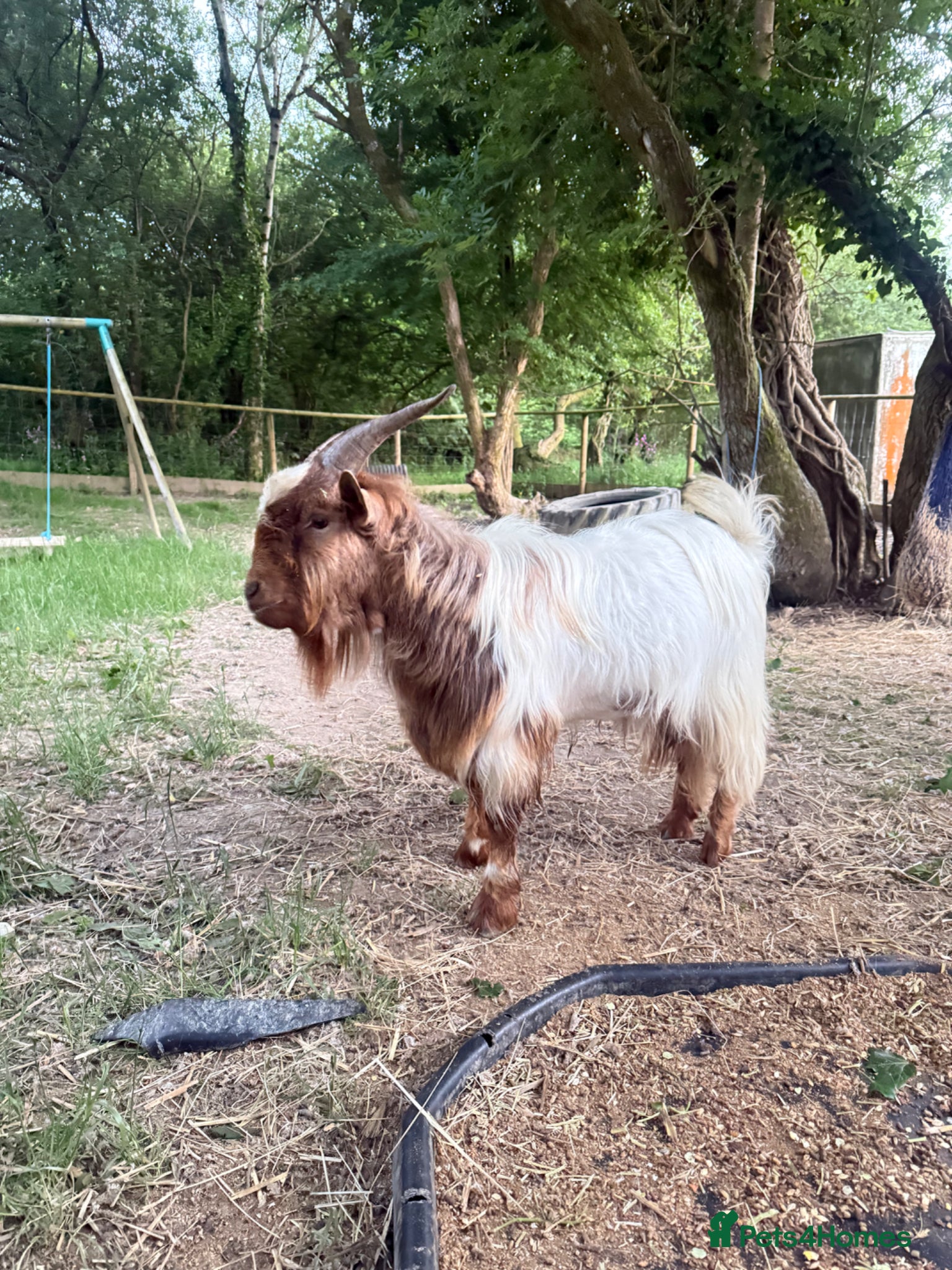 Goats livestock for sale: Gorgeous proven Billy Pygmy goat  - Advert 2