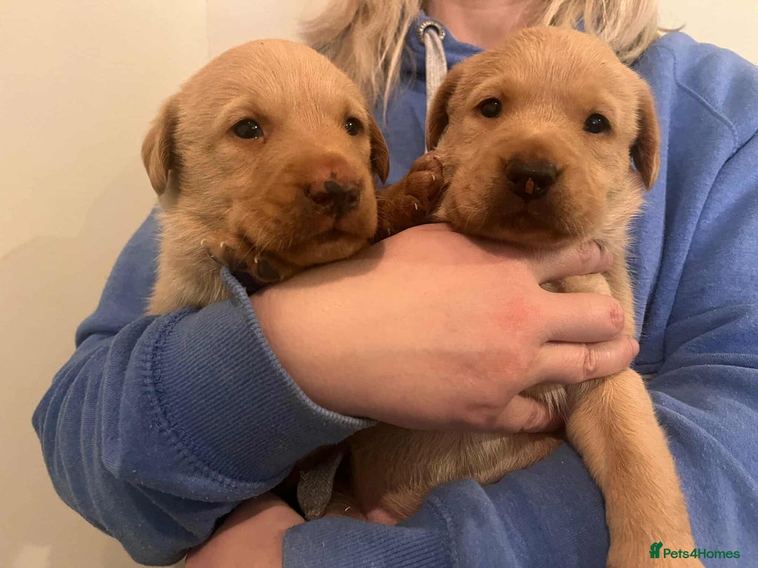 Labrador Retriever dogs for sale: Working Pedigree Yellow Lab pups champion lines - Advert 1