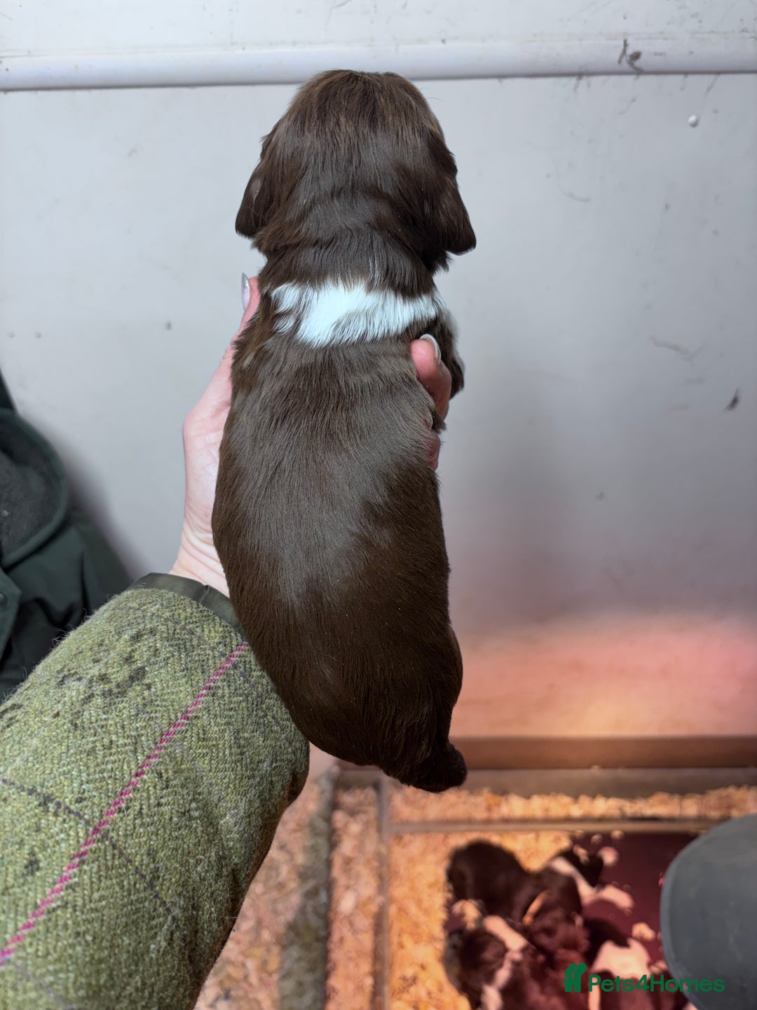 English Springer Spaniel dogs for sale: Springer spaniel Puppies  - Advert 8