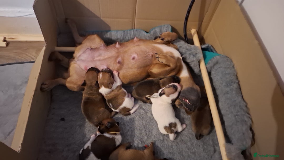 Mixed Breed dogs for sale: 🐾 Gorgeous Mixed-Breed Puppies – 🐾 - Advert 17