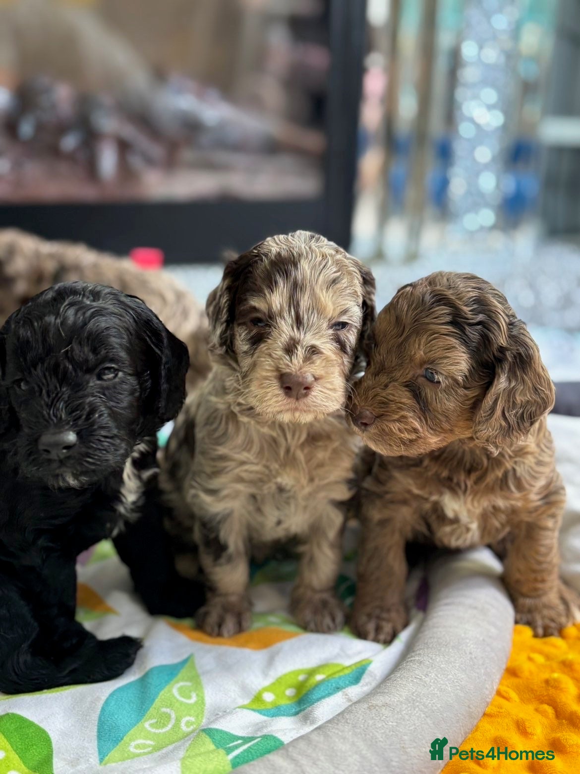 Cockapoo dogs Quality F1 best in the west mids beautiful pups - Advert 5
