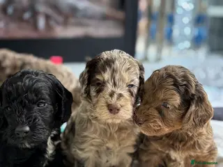 Cockapoo dogs Quality F1 best in the west mids beautiful pups - Advert 5