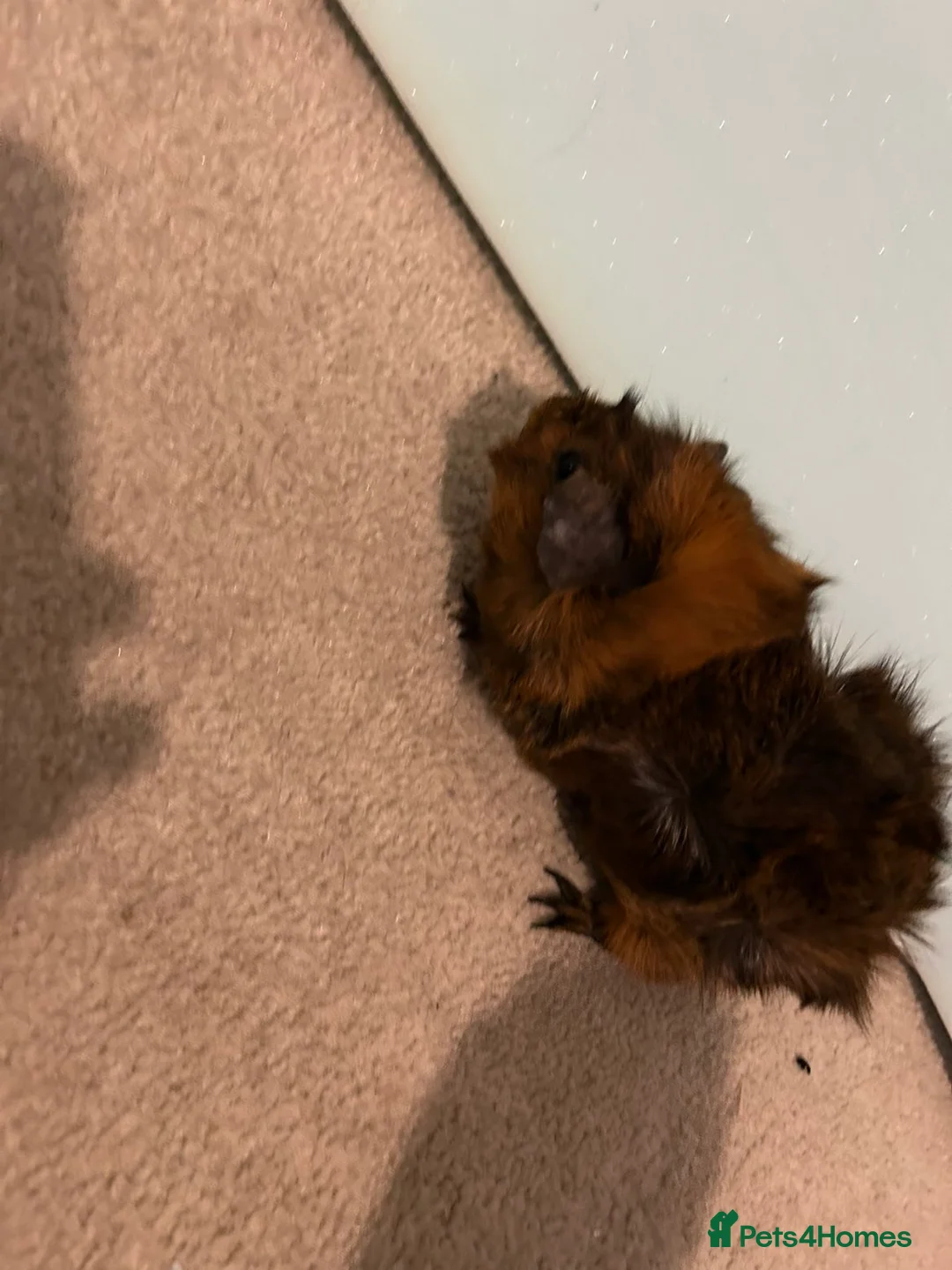 Guinea Pig rodents for sale: Female guinea pigs  - Advert 9