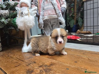 Welsh Corgi Pembroke dogs Stunning KC Registered Babies Available. - Advert 5