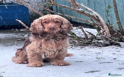 Cocker Spaniel dogs for stud: Proven Chocolate Sable Show Cocker STUD in Hull - Image 4