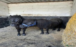 Shetland pony horses for sale: Shetland pony pair - mare & gelding - Advert 1