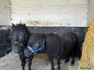 Shetland pony horses for sale: Shetland pony pair - mare & gelding - Advert 1