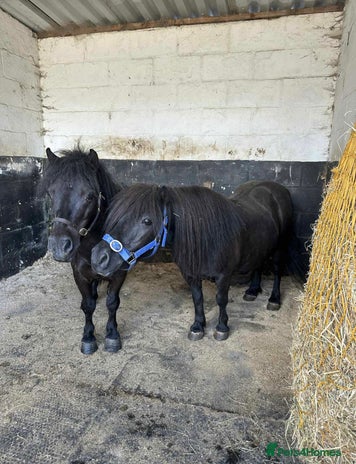 Shetland pony horses Shetland pony pair - mare & gelding - Advert 1