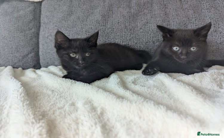 Mixed Breed cats - Advert 7