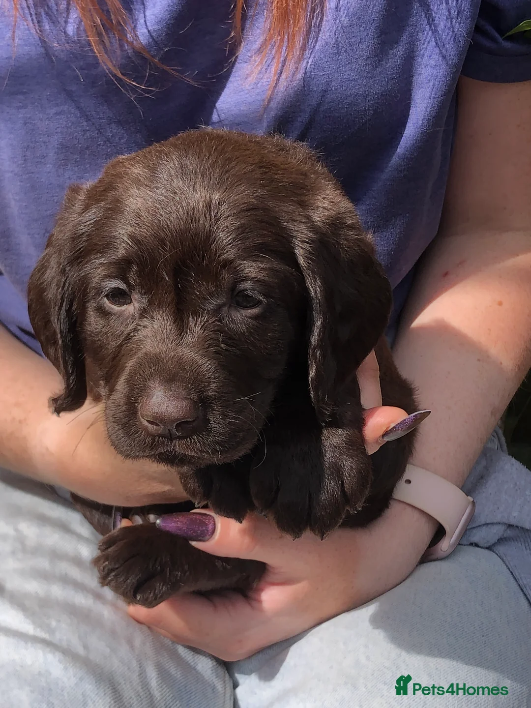 Labradoodle dogs for sale: 🐾 Beautiful Dark Chocolate Labradoodle pups - Advert 2
