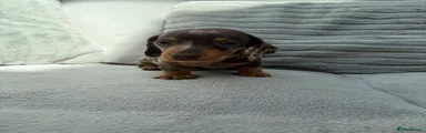 TWIX