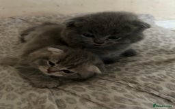 Scottish Fold cats for sale: Scottish fold kittens ready for reservation. - Image 9