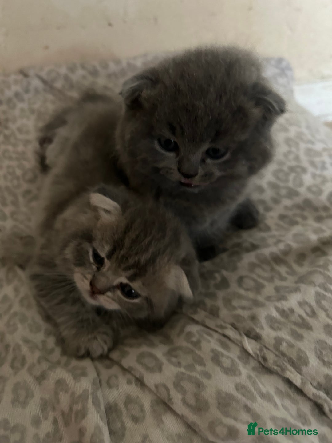 Scottish Fold cats for sale: Scottish fold kittens ready for reservation. - Image 9
