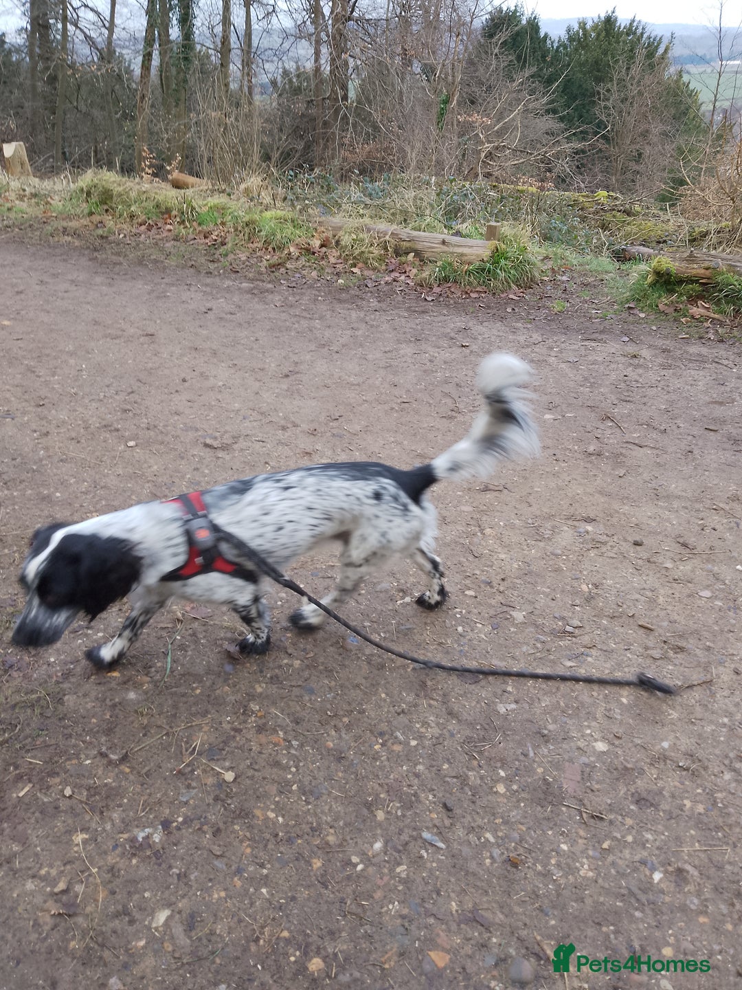 Cocker Spaniel dogs for stud: Archie, cocker spaniel, stud only - Advert 2