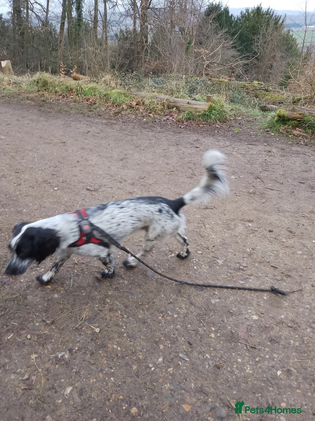 Cocker Spaniel dogs for stud: Archie, cocker spaniel, stud only - Advert 2
