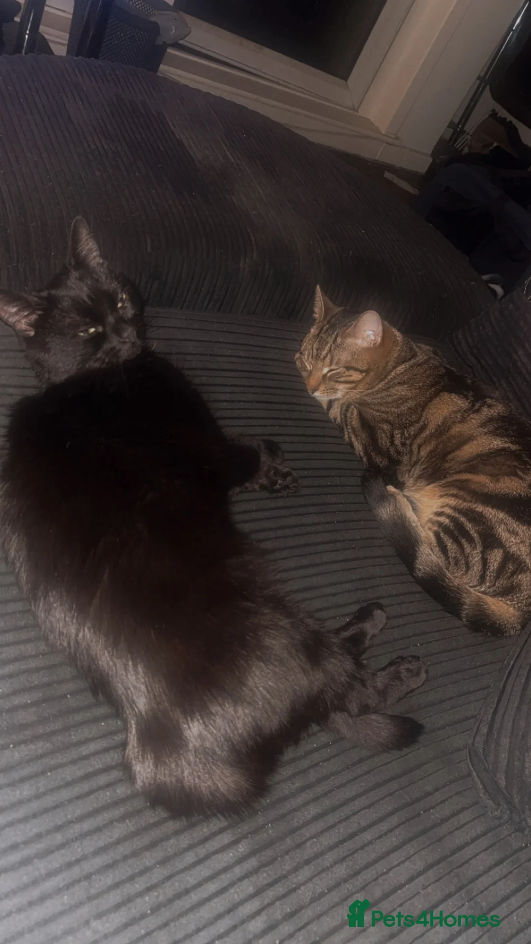 Mixed Breed cats for sale: Two beautiful black tabby females - Advert 7