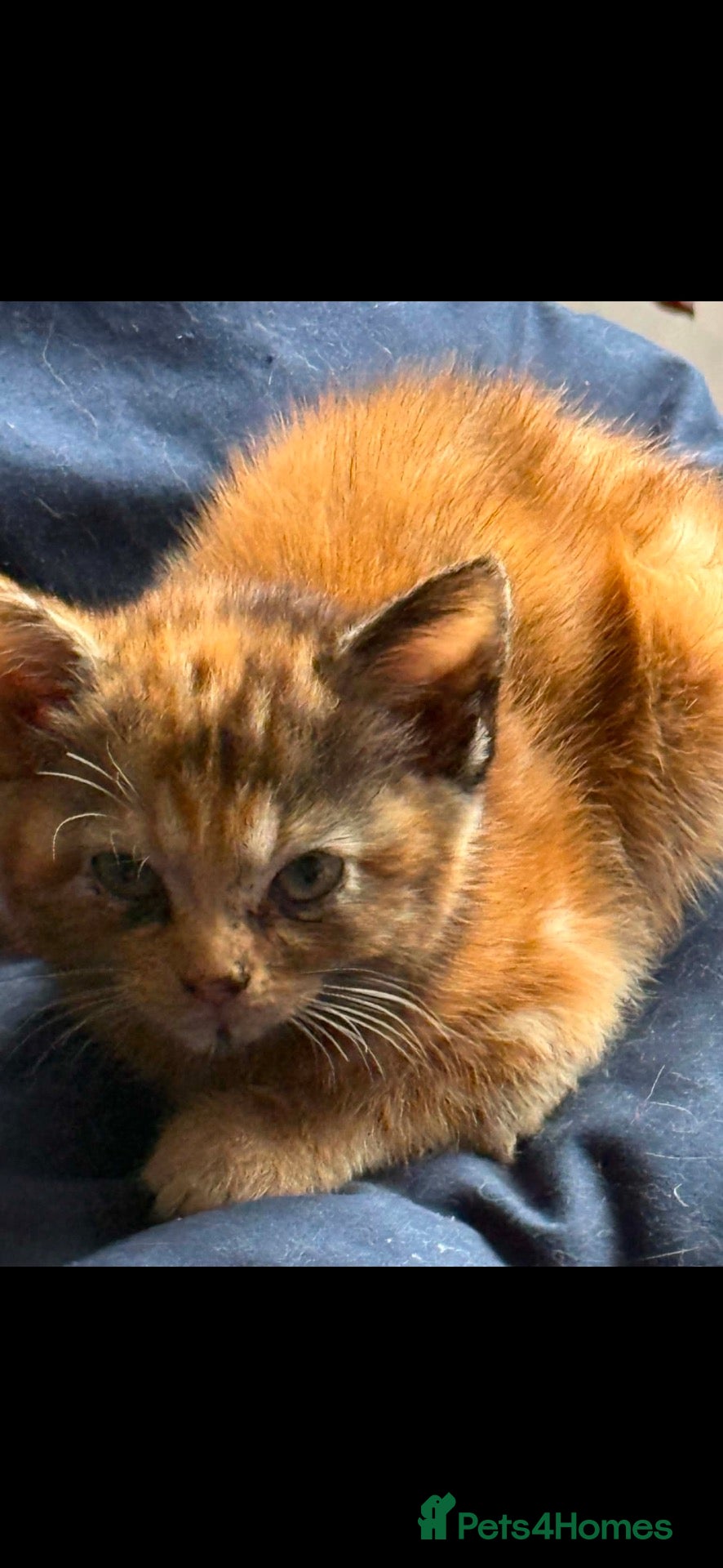 Mixed Breed cats Kittens - Advert 1