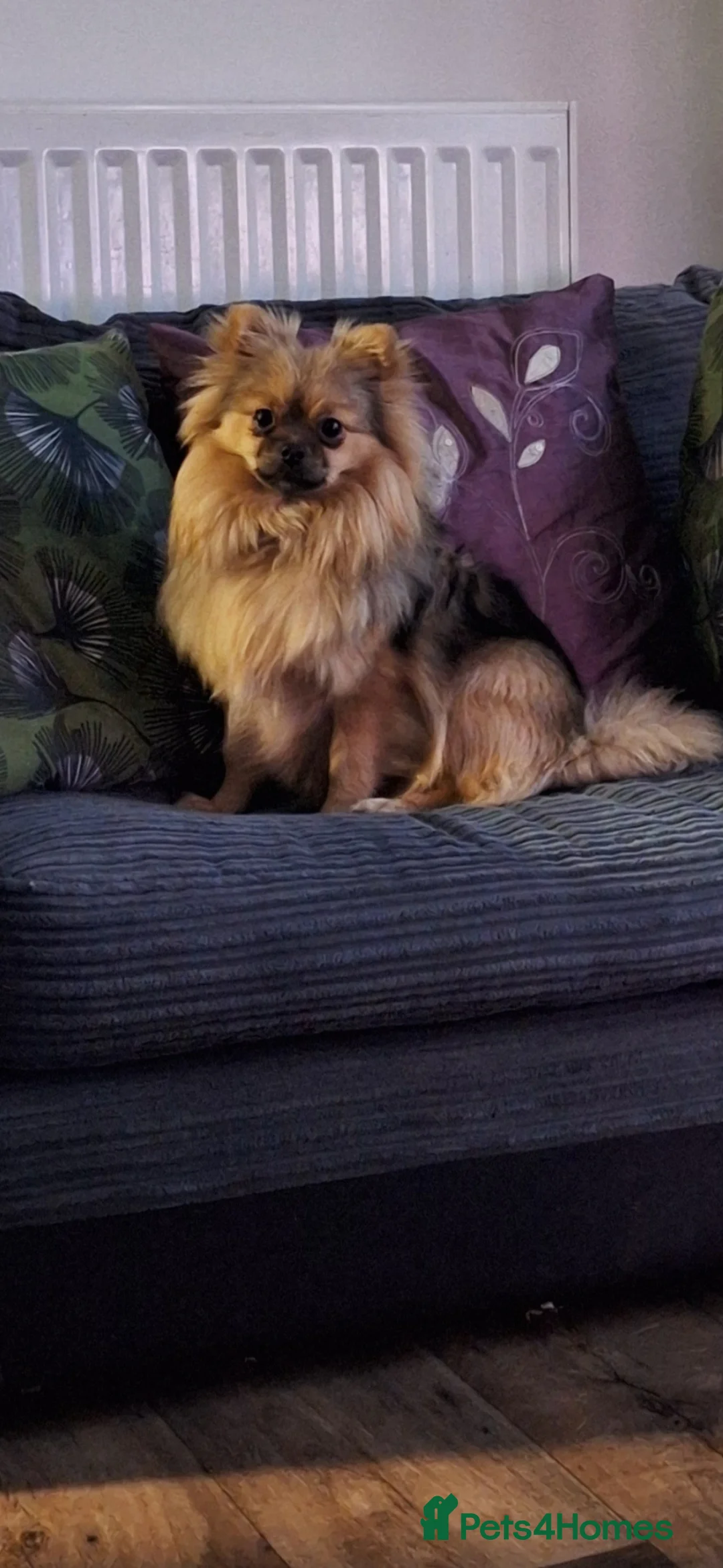 Pomchi dogs for sale: Beautiful pomchie boy - Advert 2