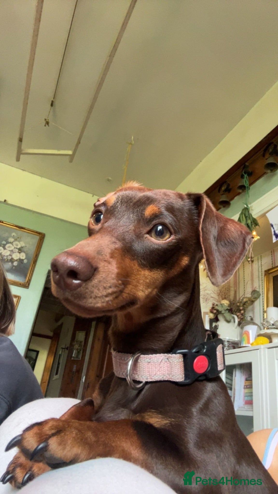 Dachshund dogs Very cute very well trained dachshund  - Advert 11