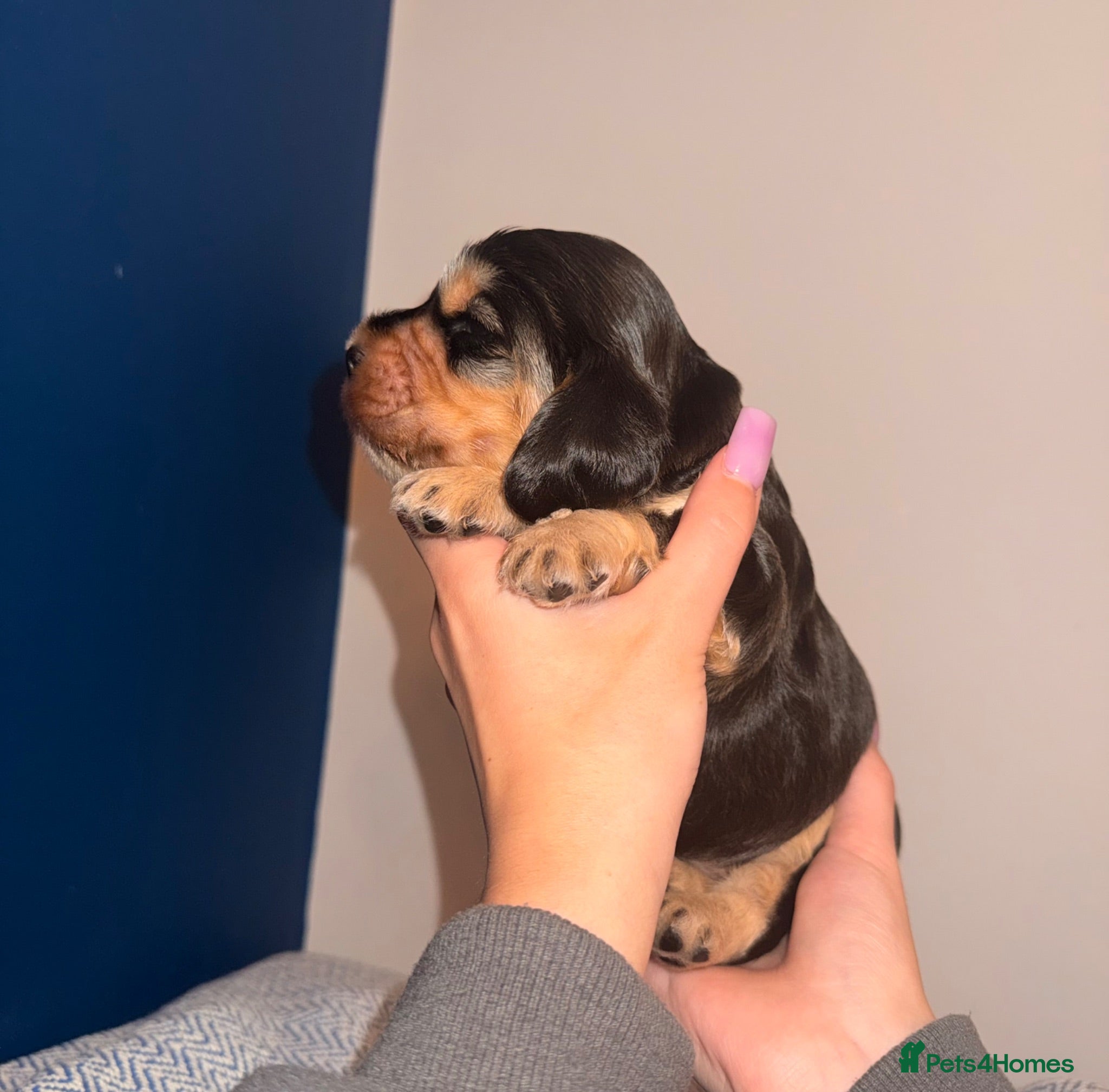 Cocker Spaniel dogs Outstanding KC registered Cocker Spaniel Puppies  - Advert 2