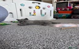 British Shorthair cats for sale: Stunning GCCF registered British shorthair kittens - Image 10