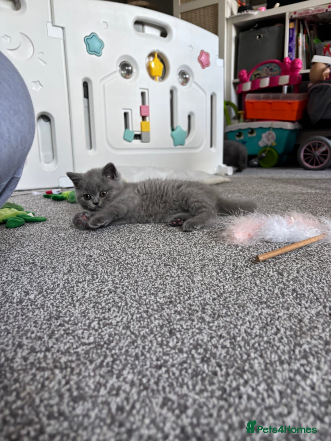 British Shorthair cats for sale: Stunning GCCF registered British shorthair kittens - Image 10