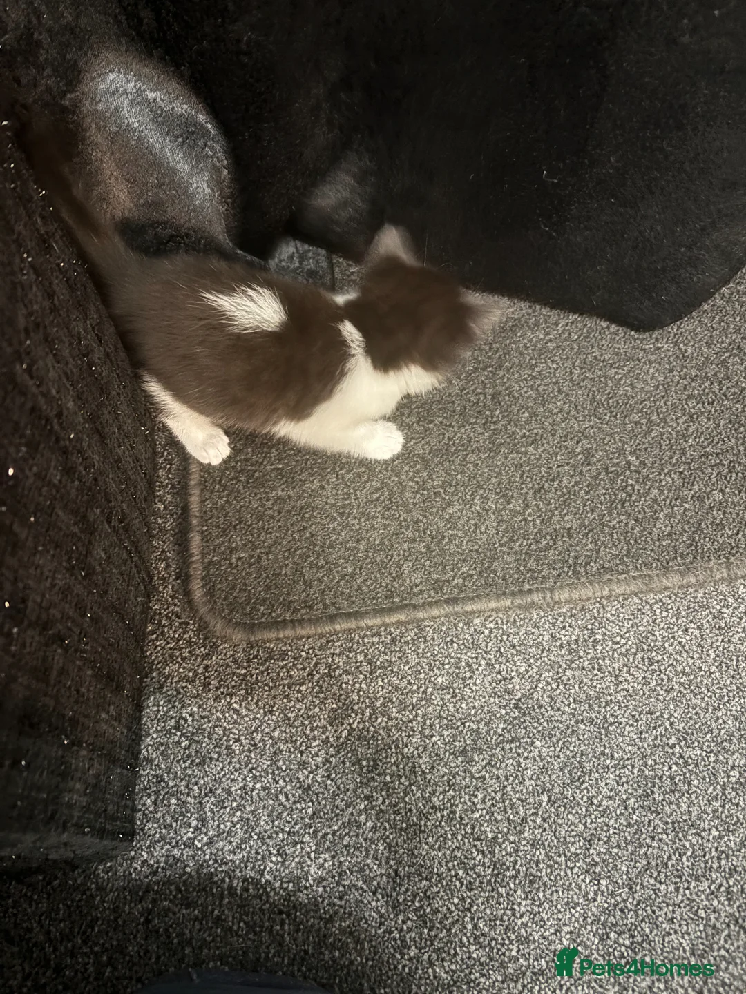 British Shorthair cats for sale: kittens for sale in High Wycombe - Advert 2