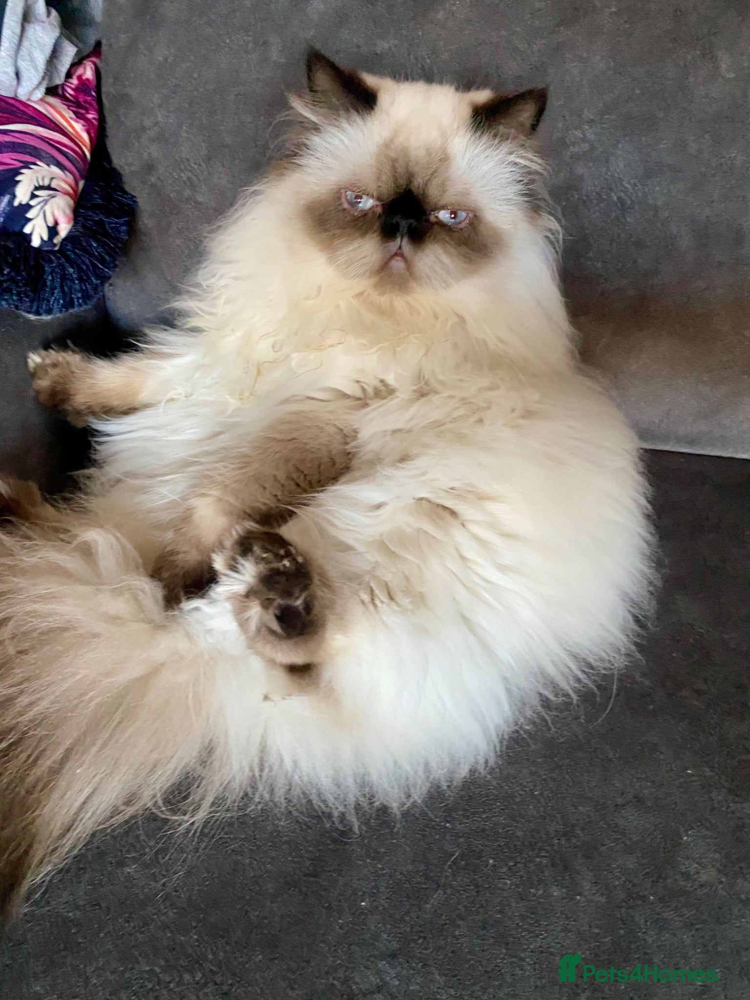 Persian cats Beautiful Himalayan Persian male for sale - Advert 3