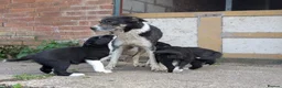 Border Collie dogs for sale: Border Collie Puppies for sale - Advert 7