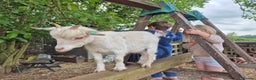 Goats livestock for sale: 2 female pygmy nanny's  - Advert 1