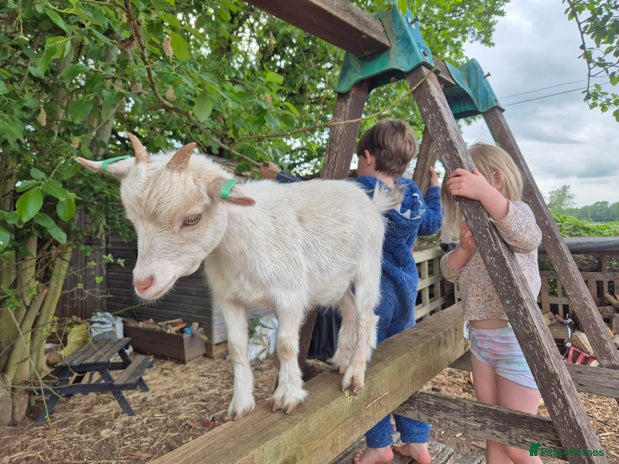 Goats livestock - Advert 3