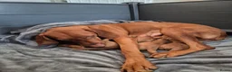 Hungarian Vizsla dogs for sale: LAST GIRL Striking Hungarian Vizsla Pup 1.6% COI in Evesham - Advert 5