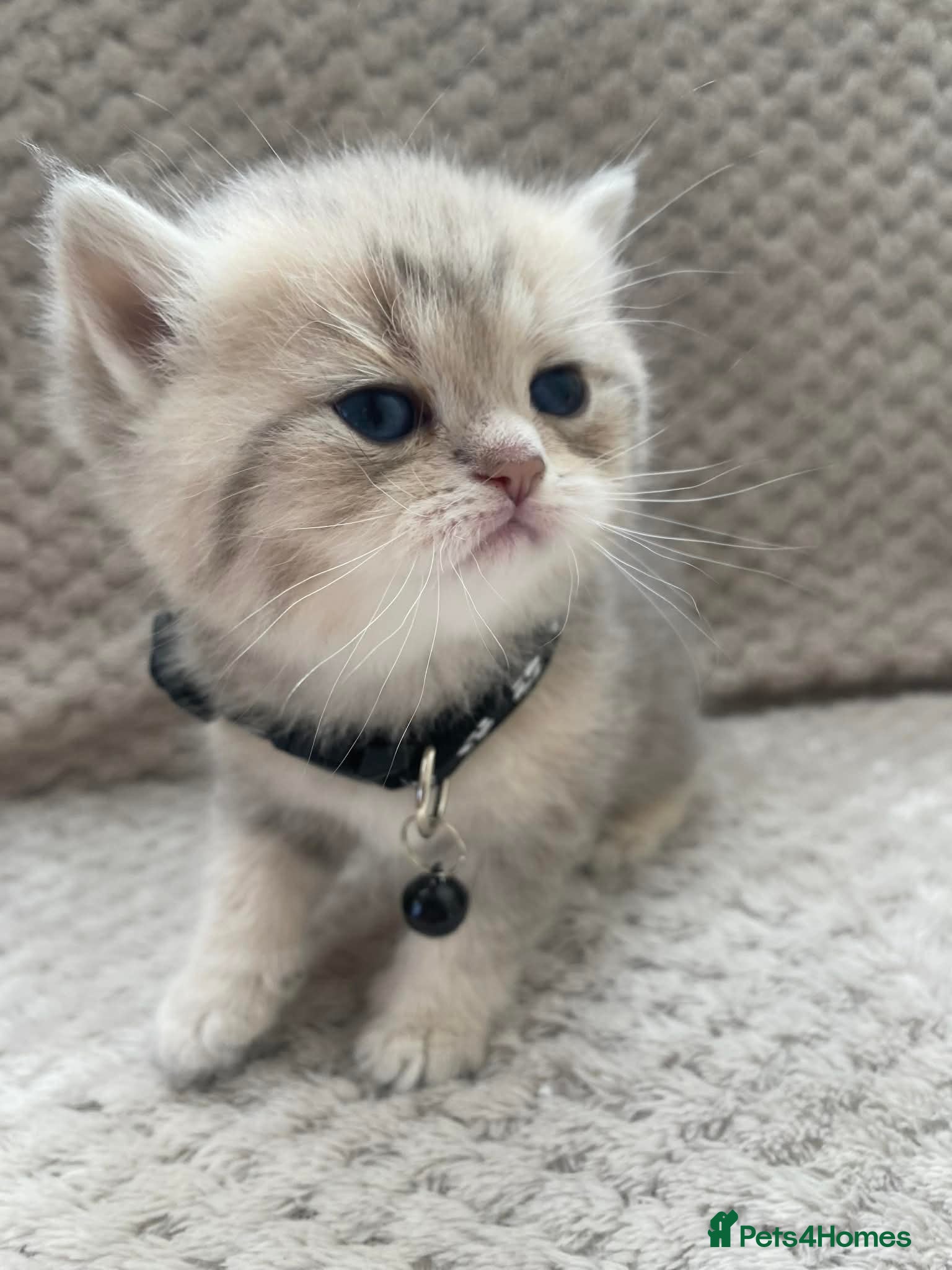 British Shorthair cats British shorthair kittens  - Advert 3