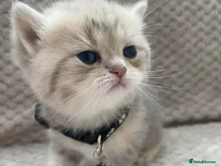 British Shorthair cats British shorthair kittens - Advert 3