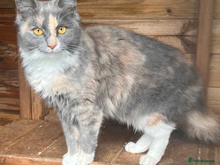 British Longhair cats Beautiful kitties - Advert 1